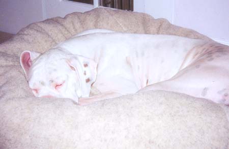 Enjoying his new bed