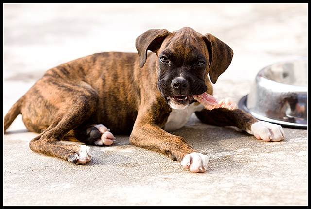 Enjoying raw meaty bone