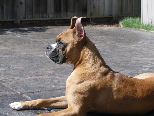Enjoying the 'bright' sun after being in his crate for a couple of hours.