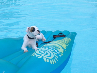 enjoying the pool