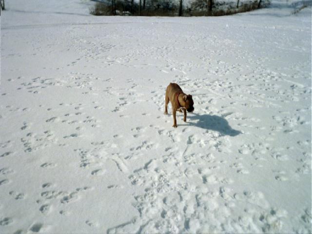 Enjoying the snow
