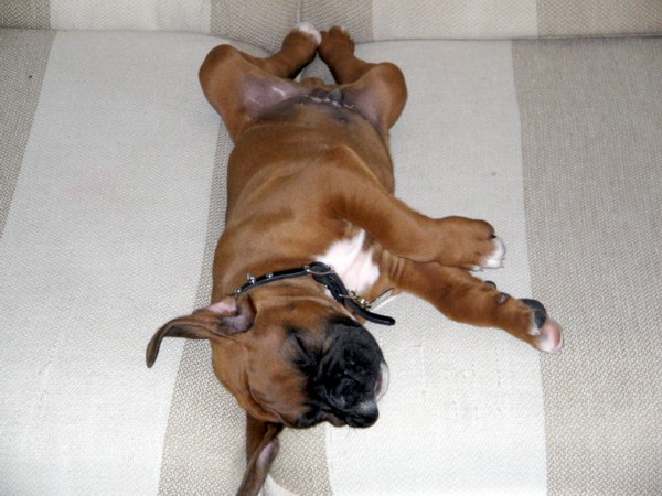 Enzo as a Baby