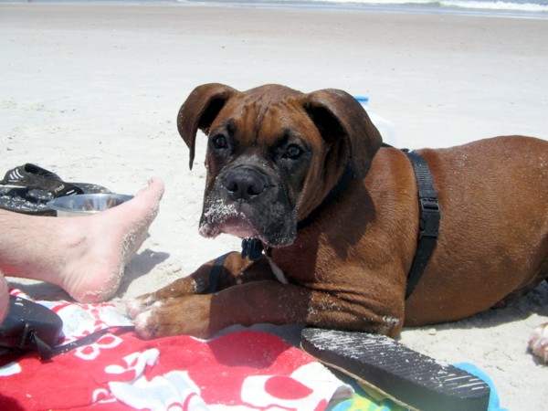 Enzo at the Beach2