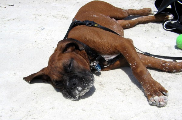Enzo at the Beach3