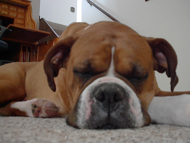 Enzo doing what he does best.....:)