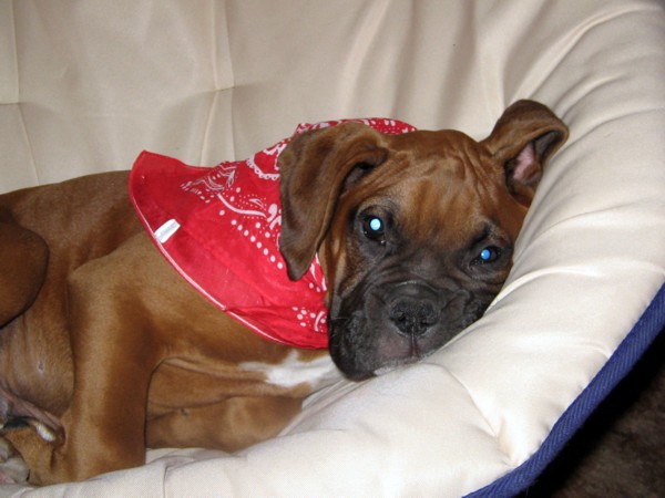 Enzo in his favorite chair