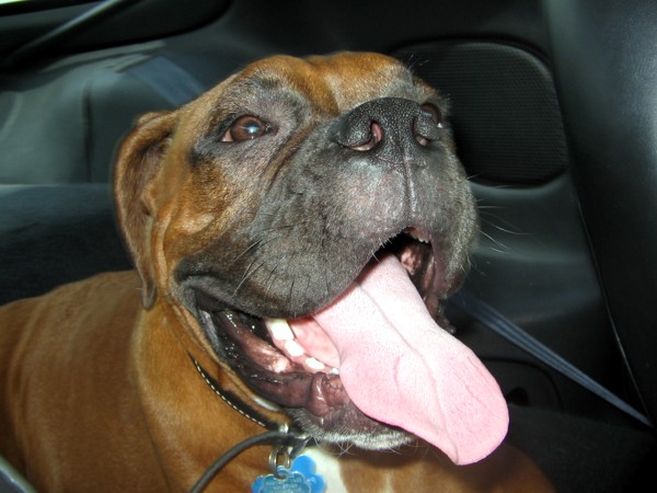 Enzo in the Car
