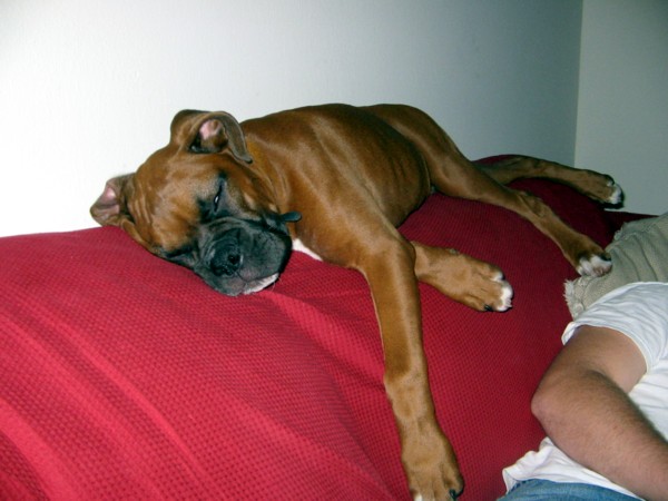 Enzo on the Couch