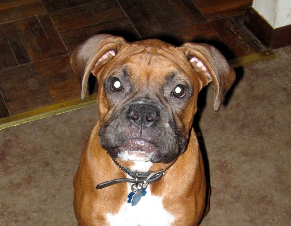 Enzo