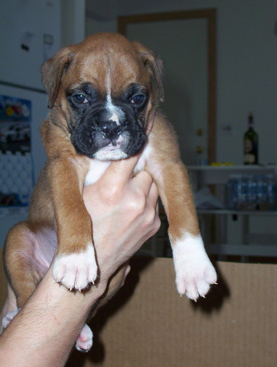 enzo6wks
