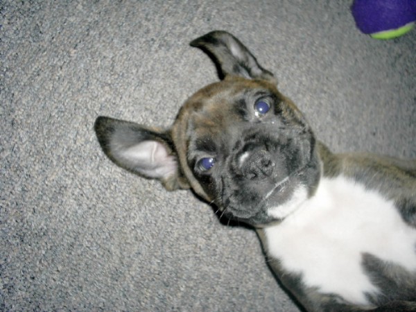 EVE-7 weeks