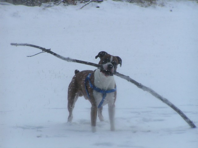 Every picture of Duke features a stick