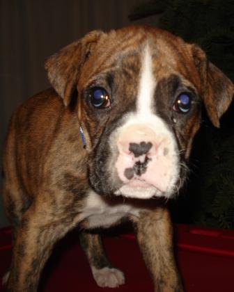 Everyone meet Laila she just came home last night.