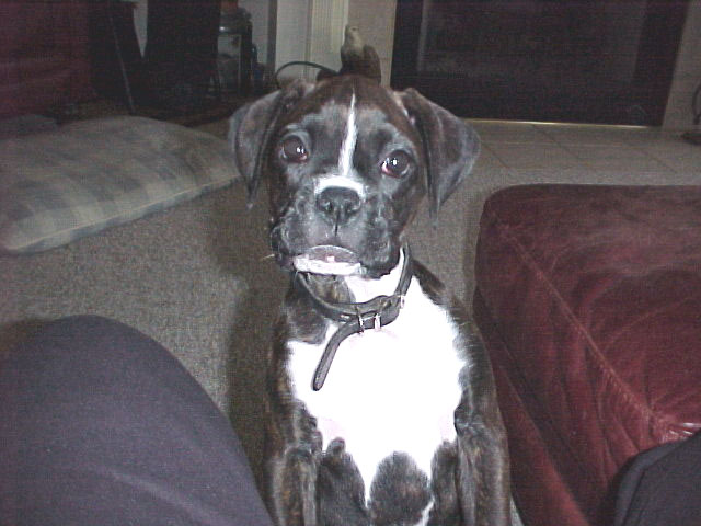 Everyone thinks I am cute, and they are right!