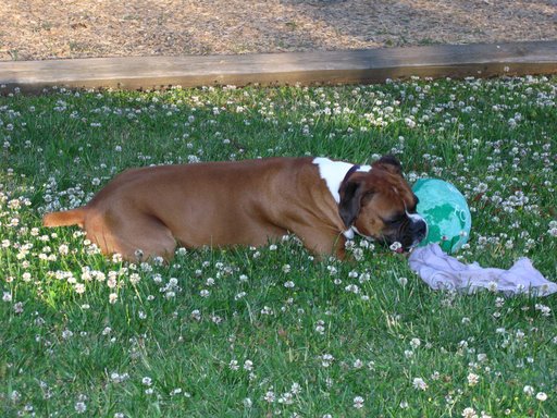 Everything's comin' up daisies, uh, I mean clovers