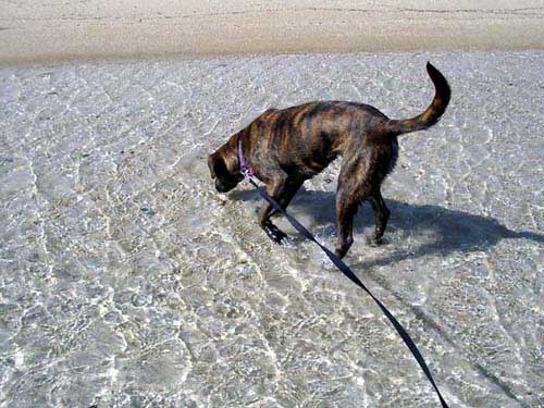 Exploring at the beach