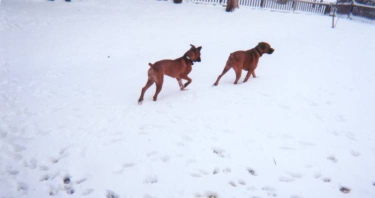Exploring in the snow
