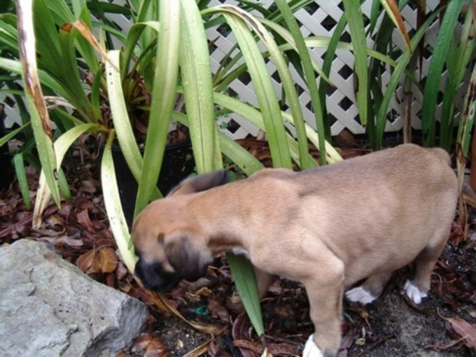 exploring the garden