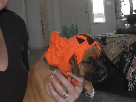 Falko halloween