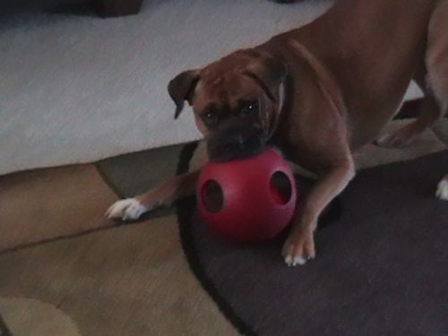 Falkos ball