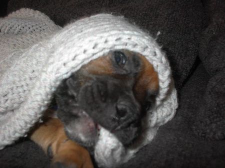 Falkos blanket