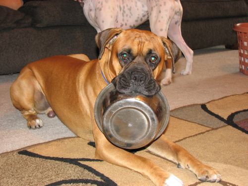 Falko's hungry