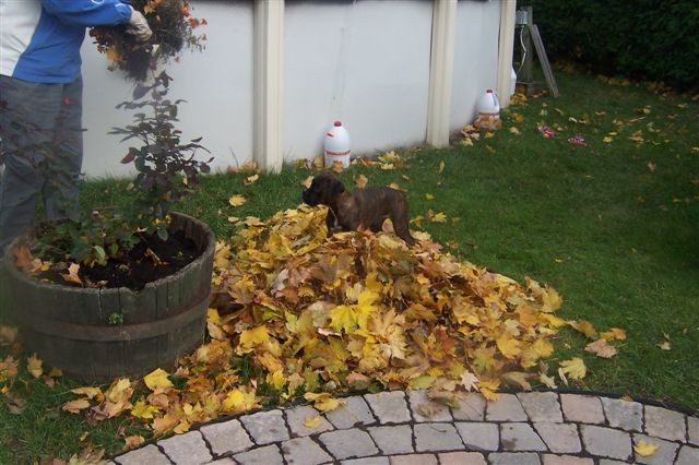 Fall day