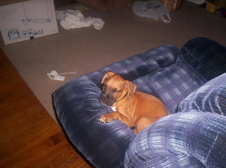Fallin asleep in daddy's chair