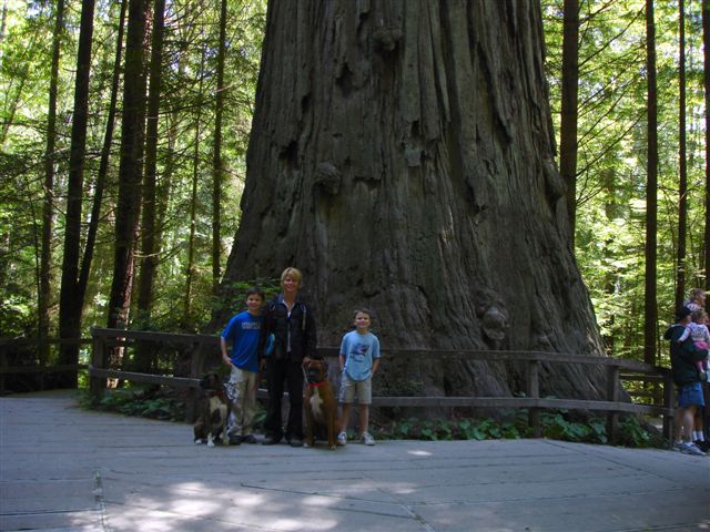 Family Redwood Tree