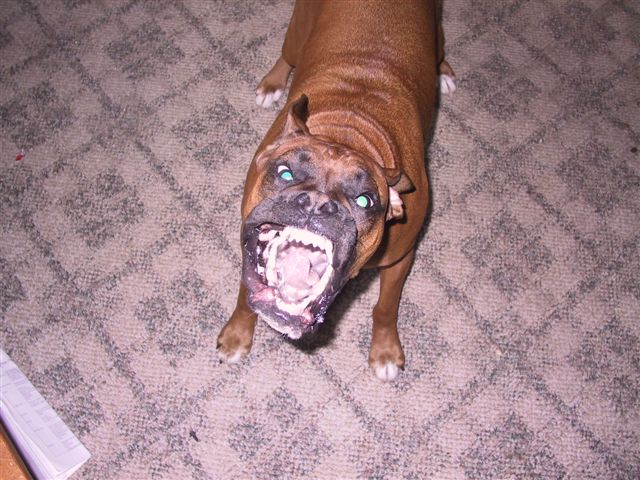 Fangs