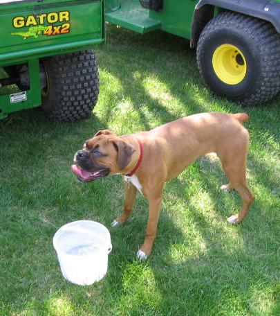 Farm_Dog