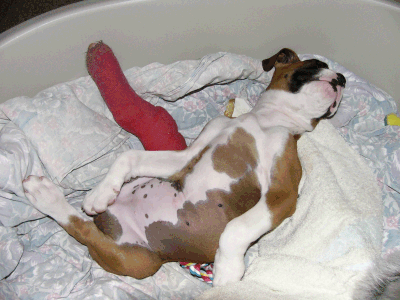 Fast Asleep
