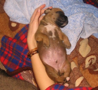 Fat Belly