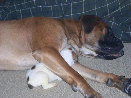 Father and son...Tyson loves his Baby Tank