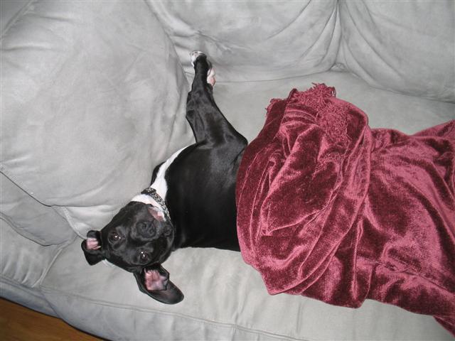 Favorite Nap Spot