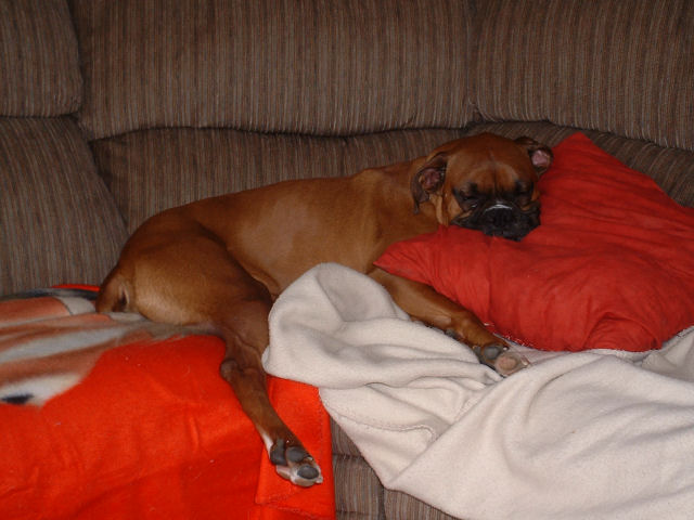 Favorite Pillow
