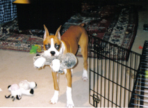 Favorite toy