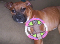 Favorite Toy
