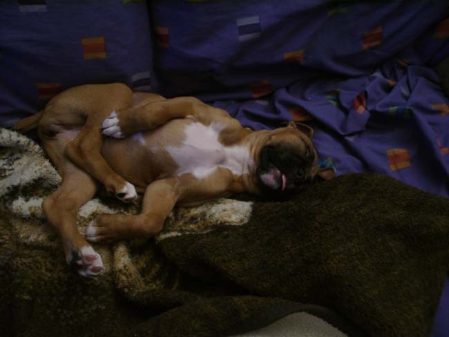 Favorite_way_to_sleep
