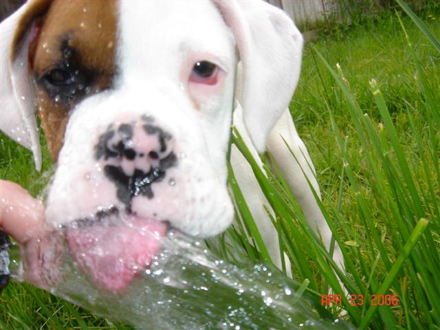 favpuppypic