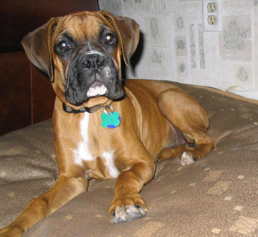 Fawn Boxer (Emma)