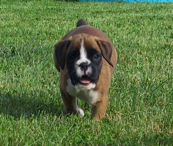 Fawn female2 - 6 wks