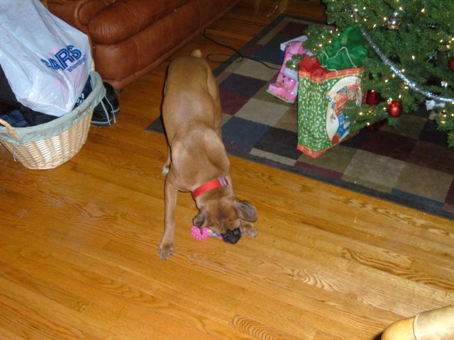 fawnboxer