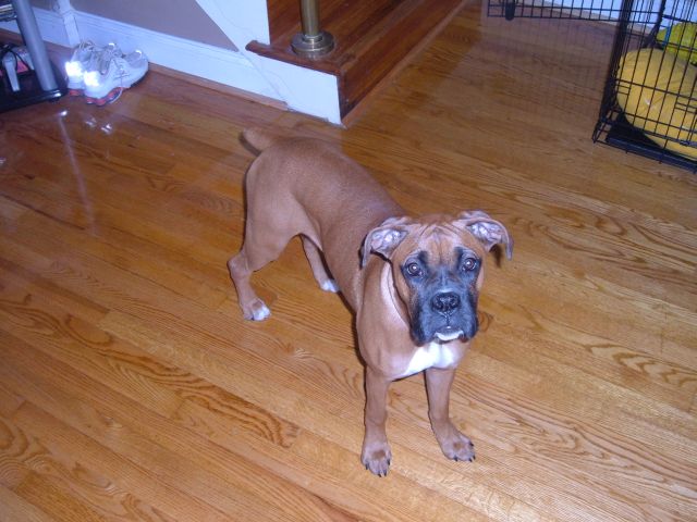 fawnboxer