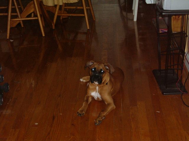 fawnboxer