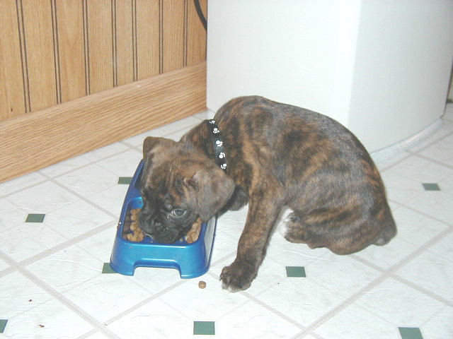 Feeding Time.