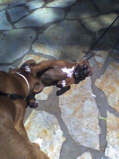 fem baby boxer