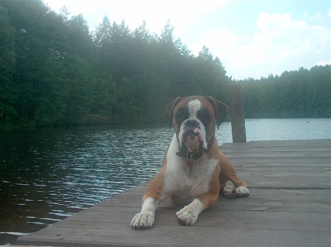 Fenway after a swim