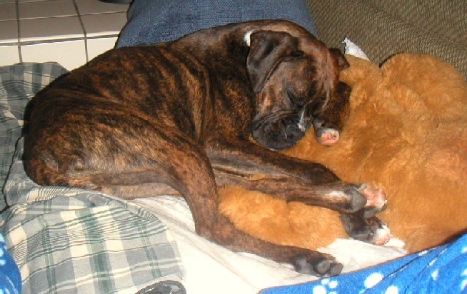 Fenway with his bear