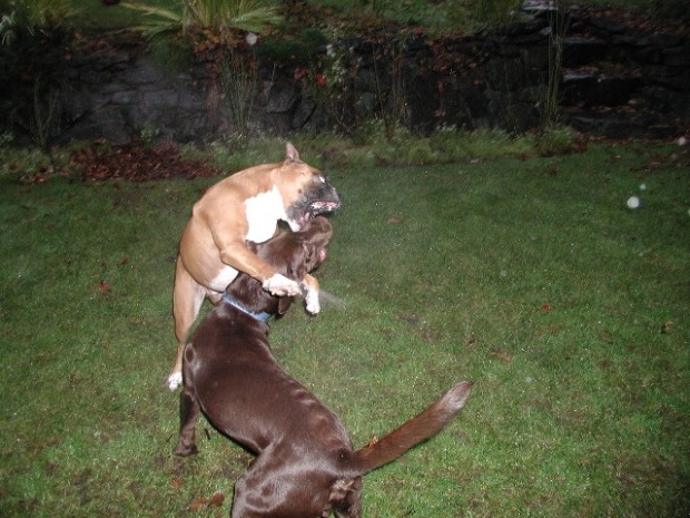 Ferocious